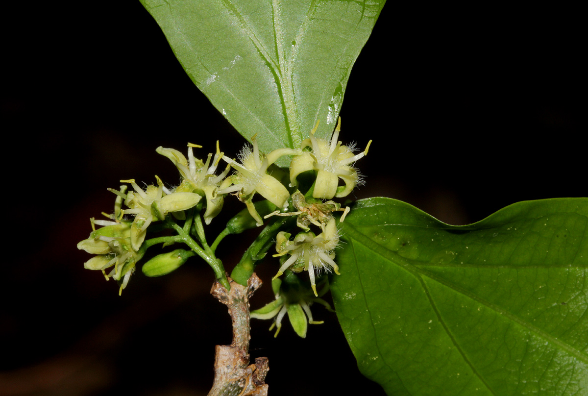 Strychnos potatorum