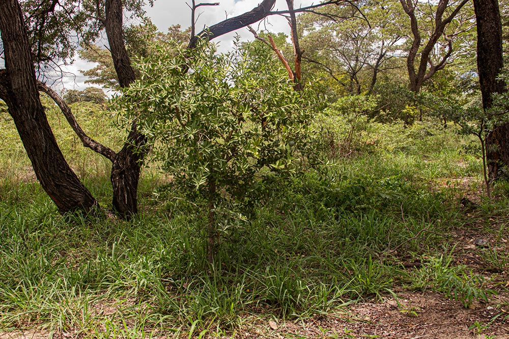 Strychnos pungens Strychnos pungens