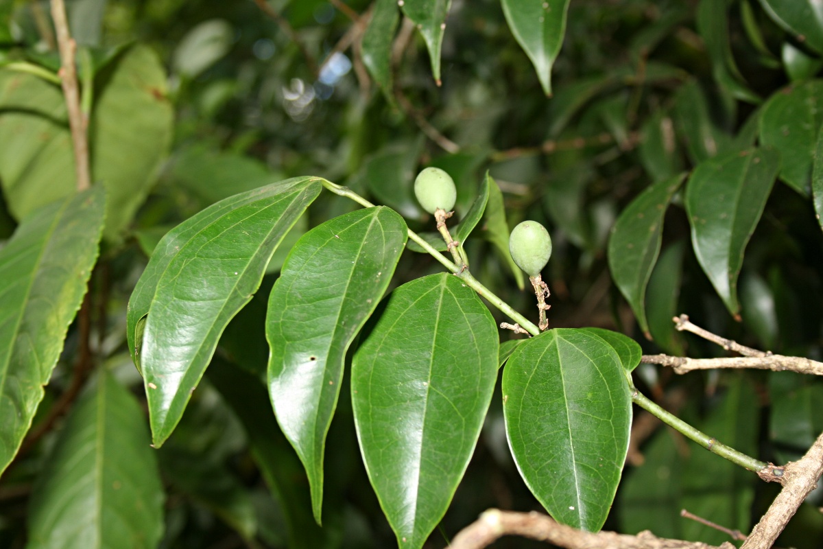 Strychnos usambarensis Strychnos usambarensis