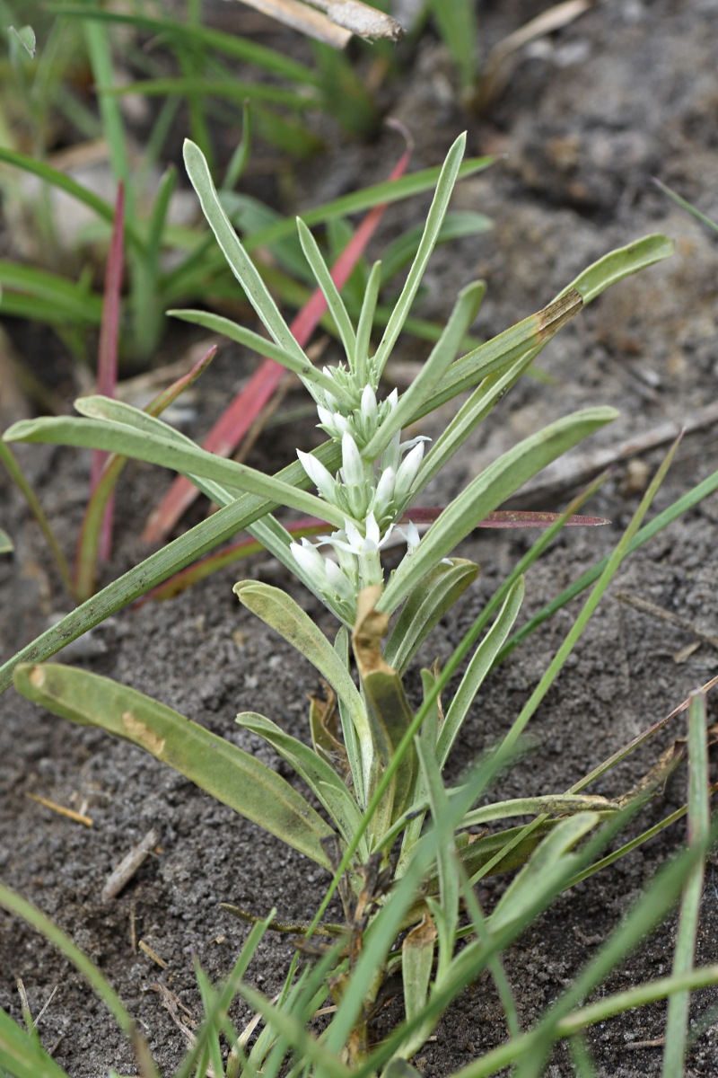 Enicostema axillare subsp. axillare