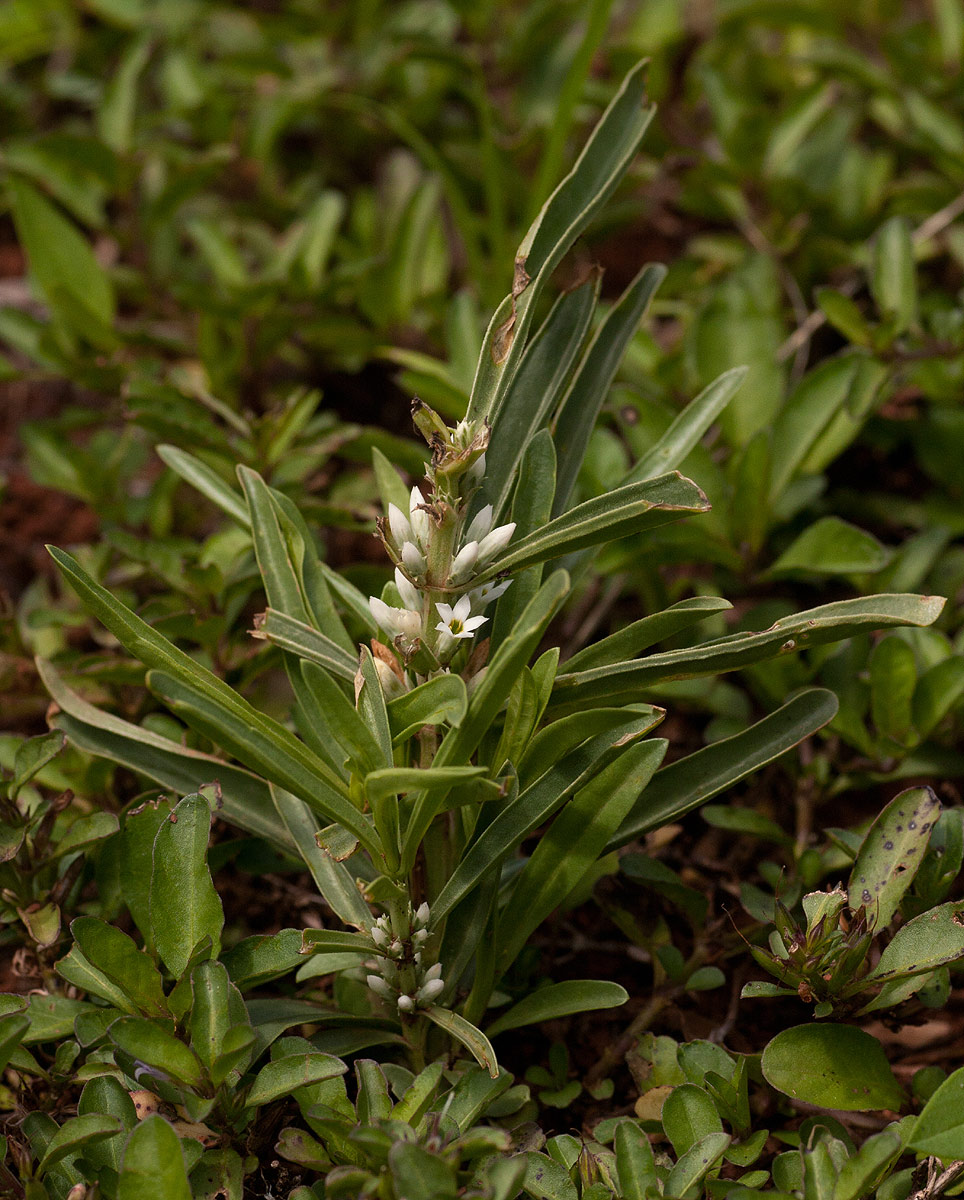 Enicostema axillare subsp. axillare