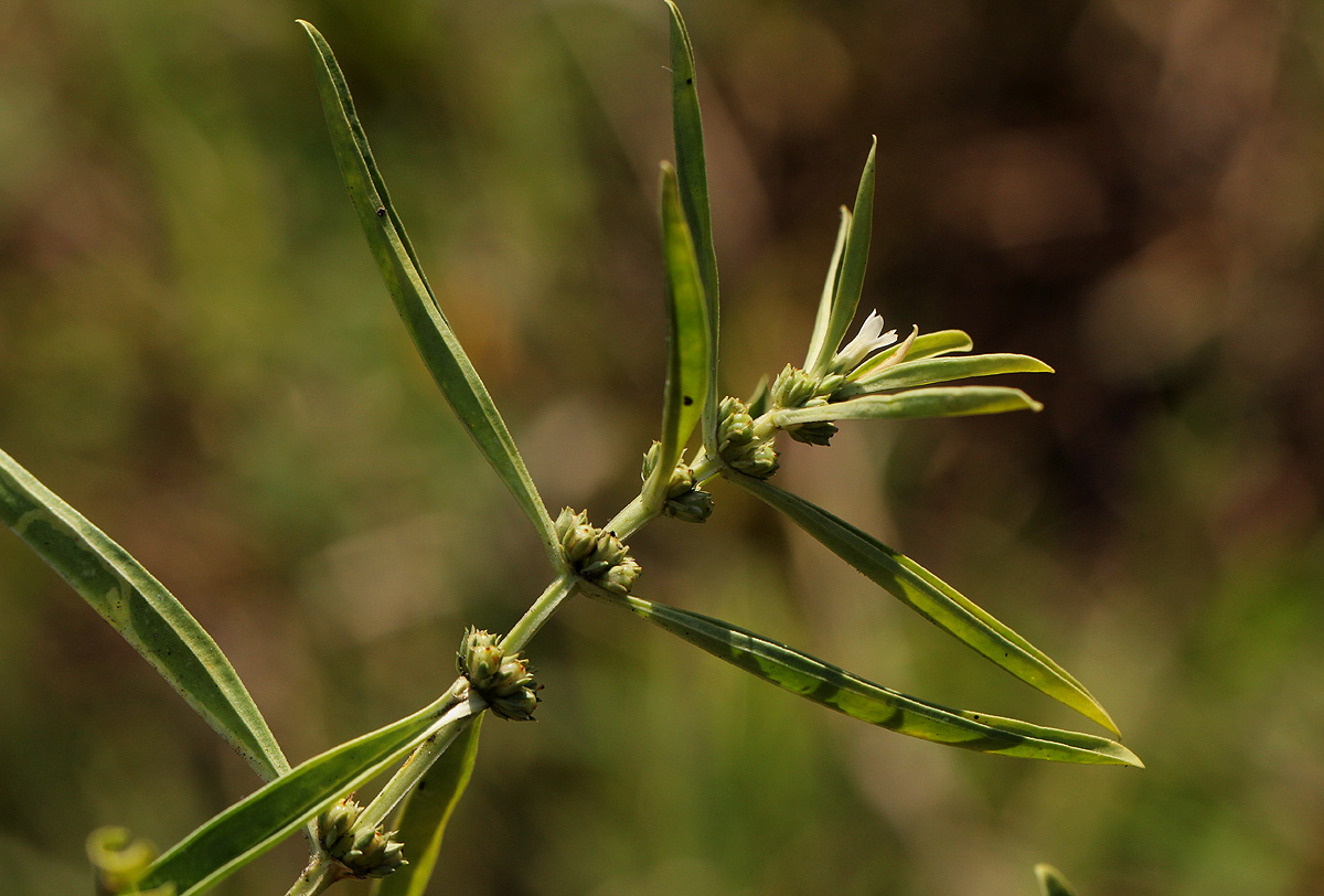 Enicostema axillare subsp. axillare