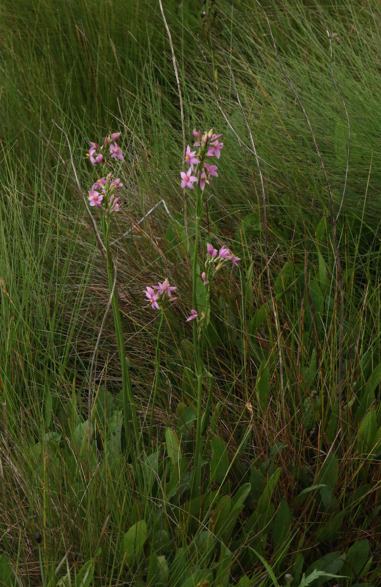 Chironia krebsii Chironia krebsii