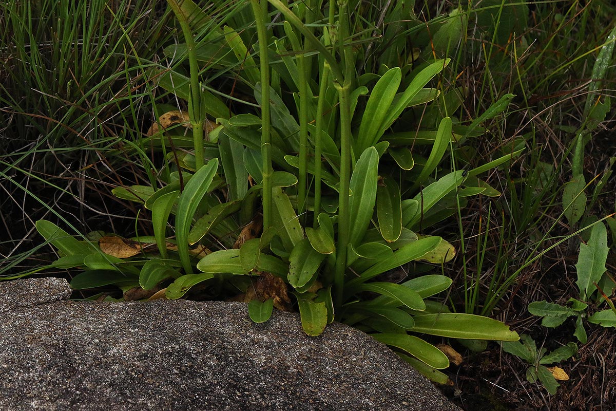 Chironia krebsii Chironia krebsii