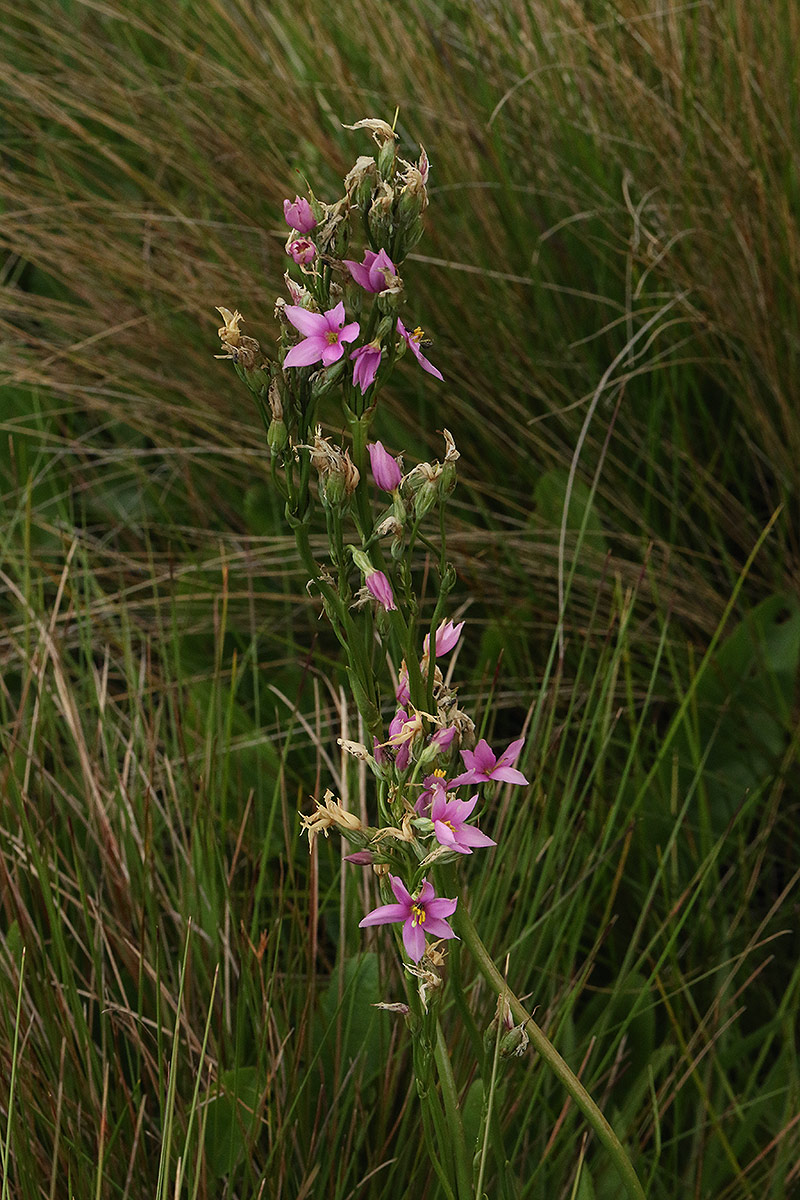 Chironia krebsii Chironia krebsii
