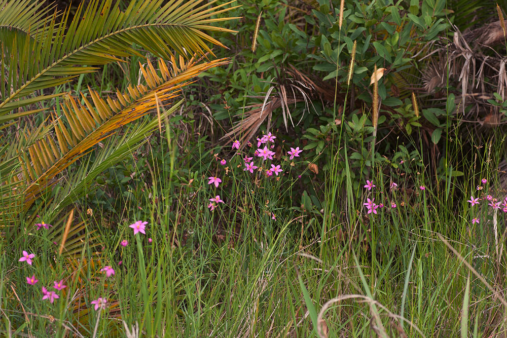 Chironia palustris subsp. transvaalensis