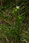 Swertia tetrandra