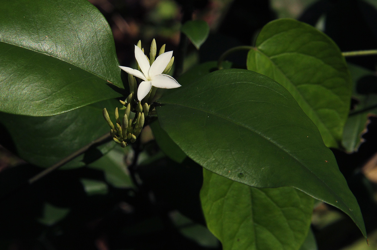Carissa bispinosa subsp. zambesiensis