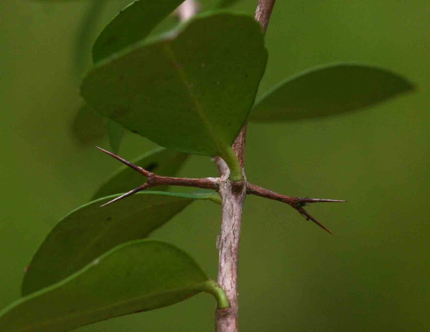 Carissa tetramera Carissa tetramera