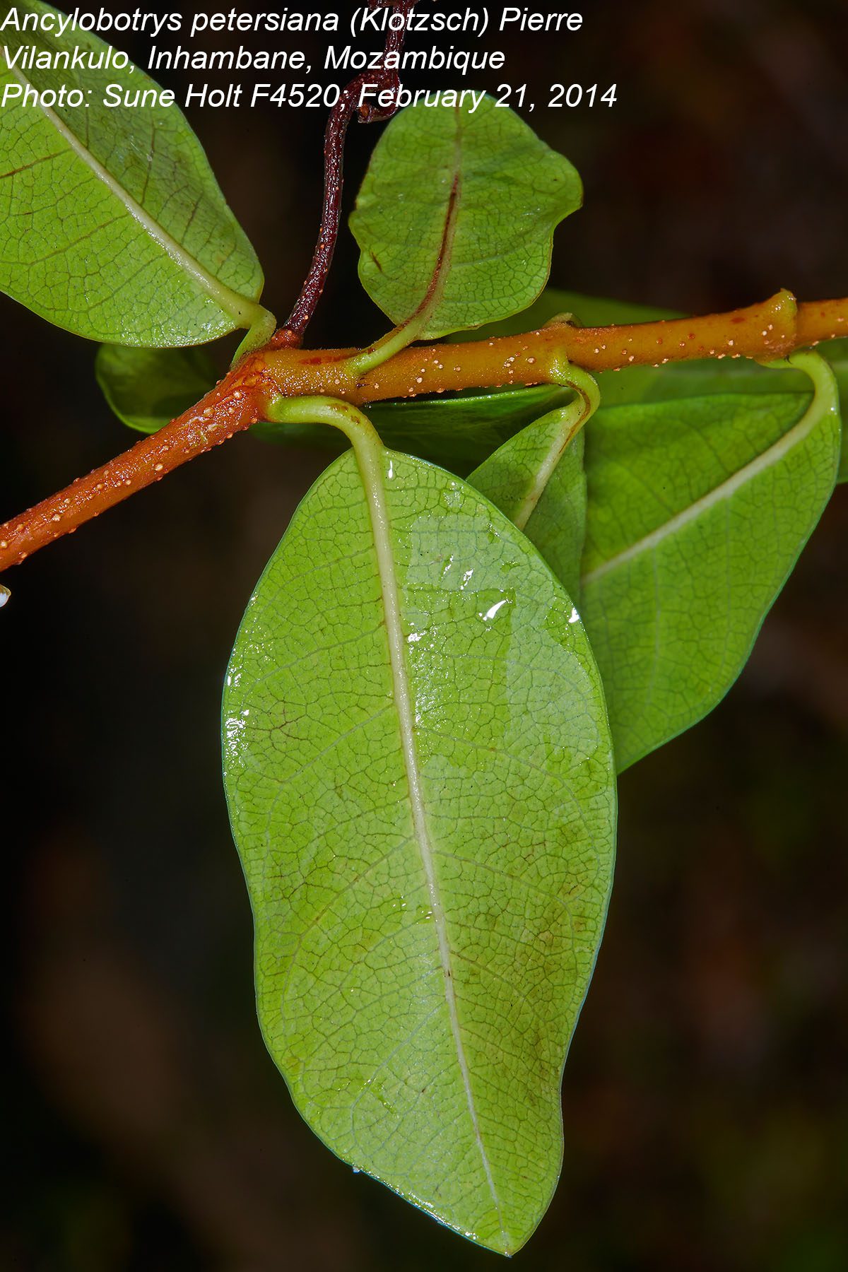 Ancylobothrys petersiana