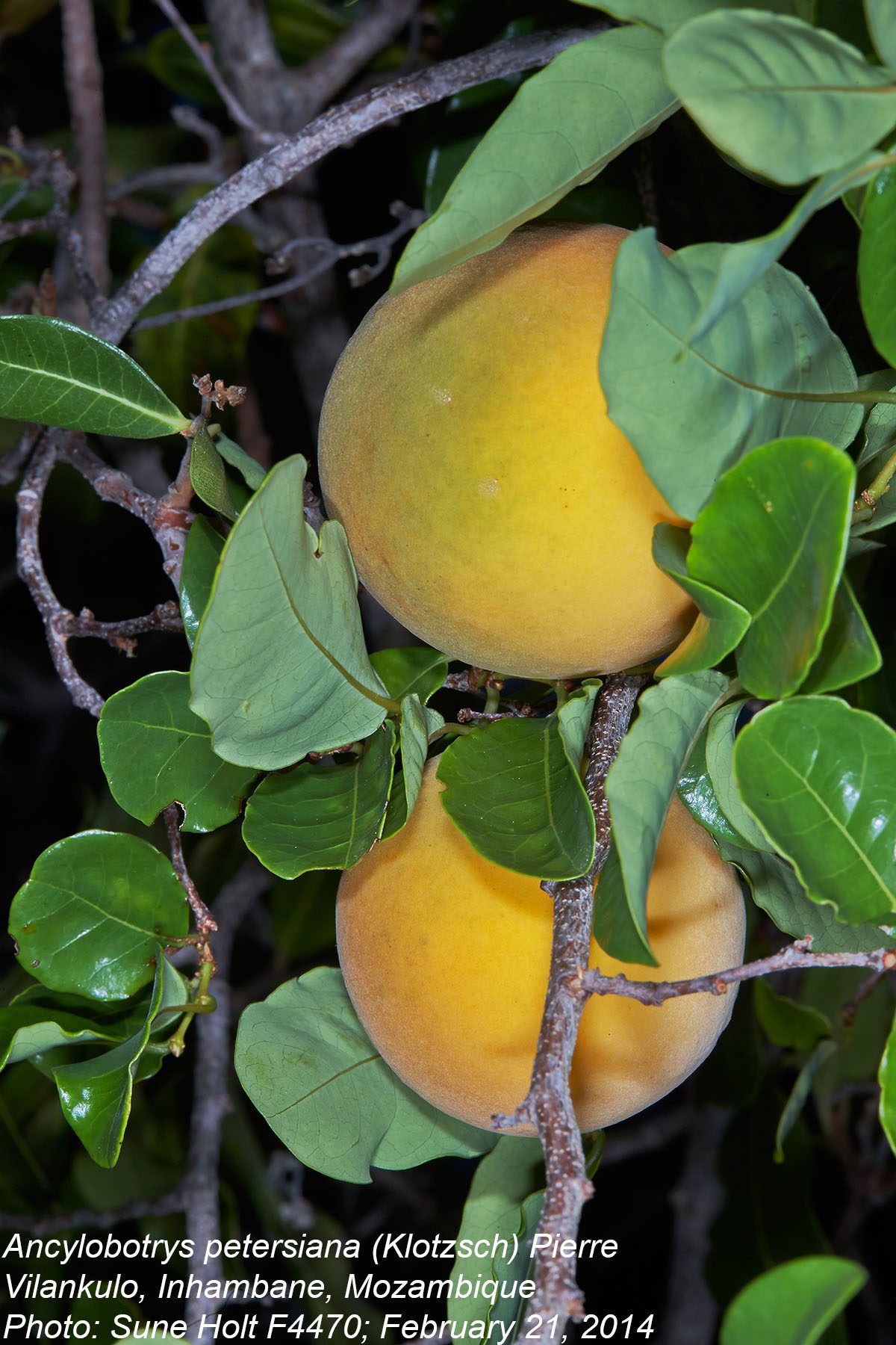 Ancylobothrys petersiana Ancylobothrys petersiana