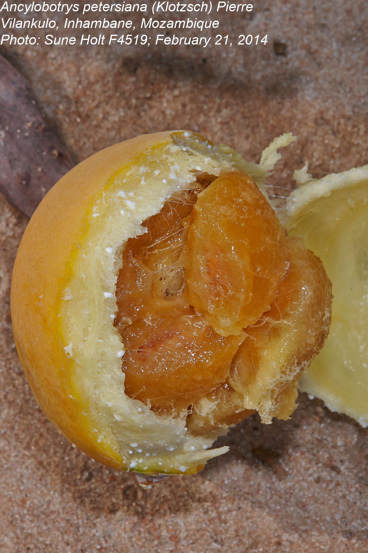 Ancylobothrys petersiana Ancylobothrys petersiana