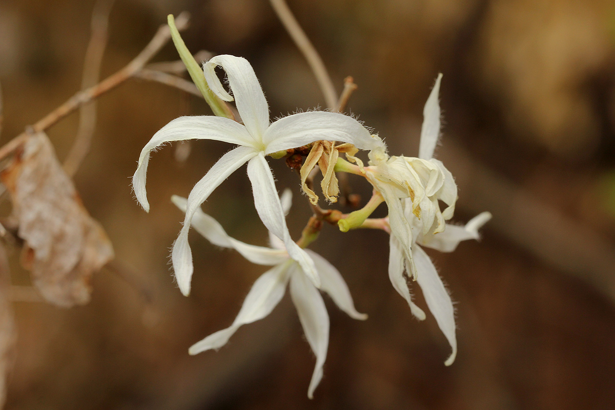 Ancylobothrys petersiana