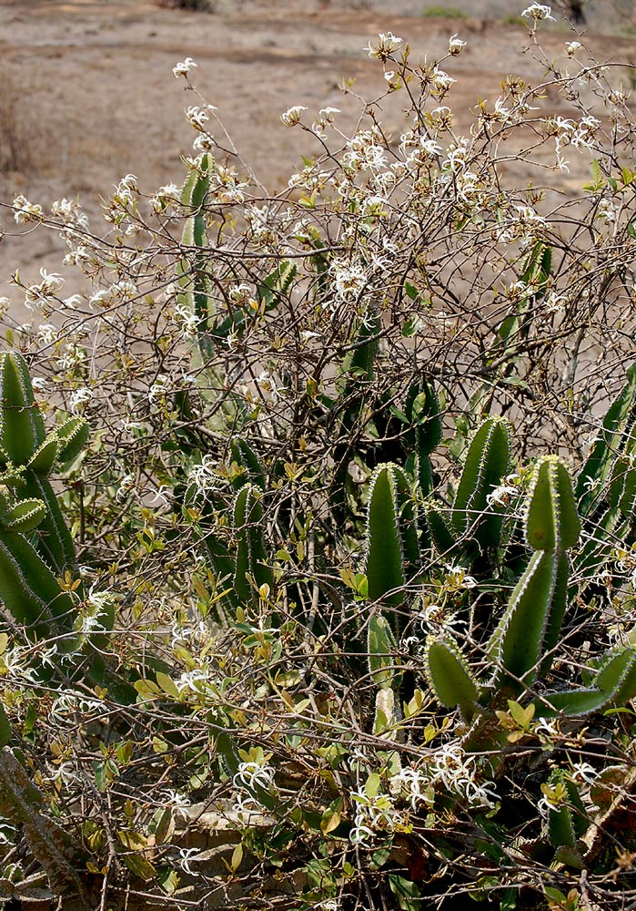 Ancylobotrys petersiana