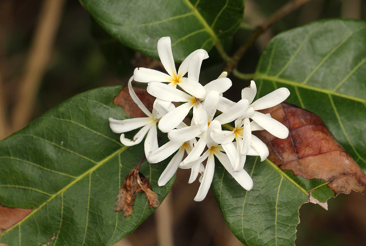 Saba comorensis Saba comorensis