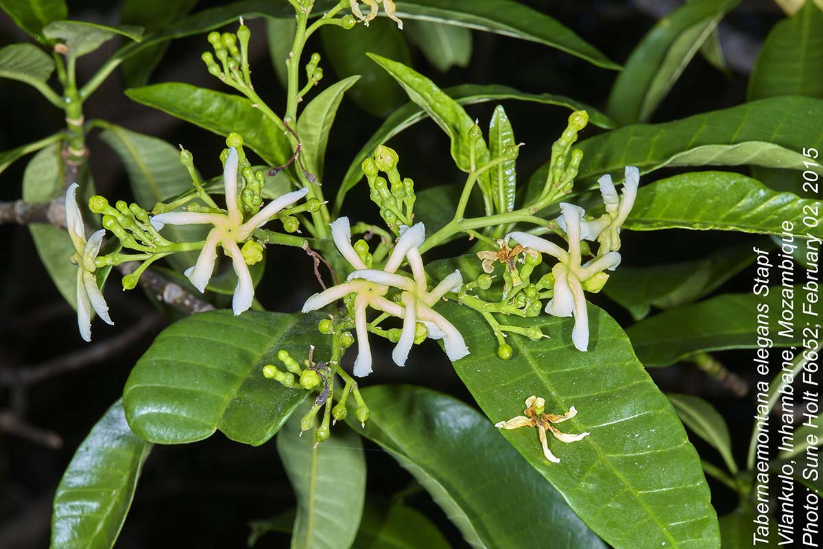 Tabernaemontana elegans