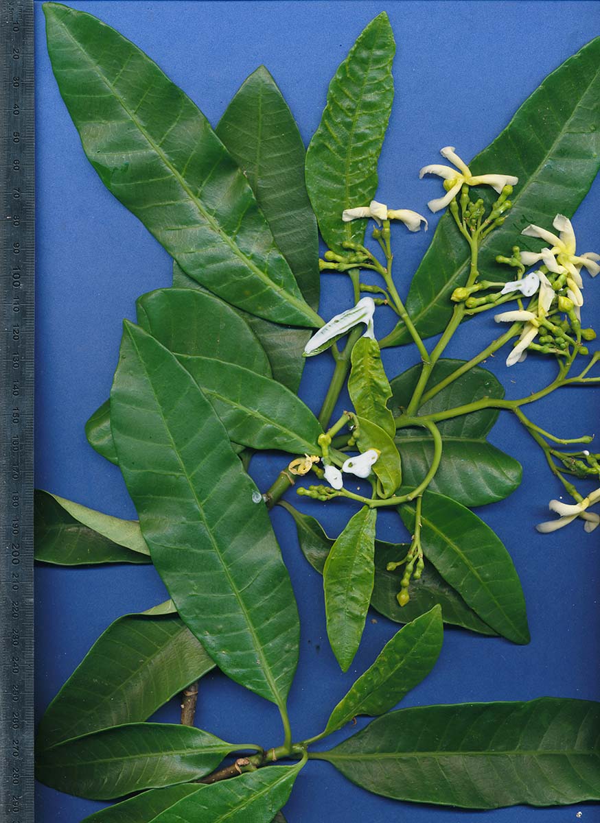 Tabernaemontana elegans