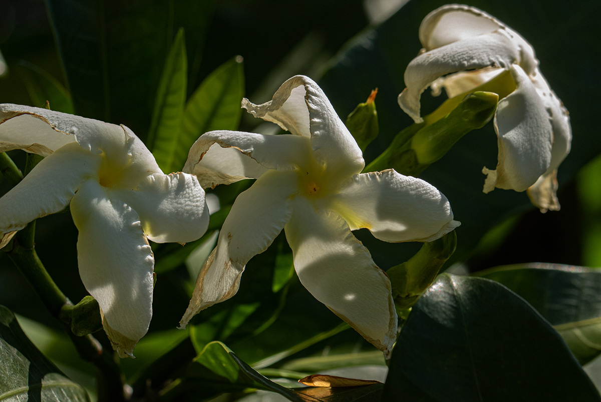 Tabernaemontana stapfiana Tabernaemontana stapfiana