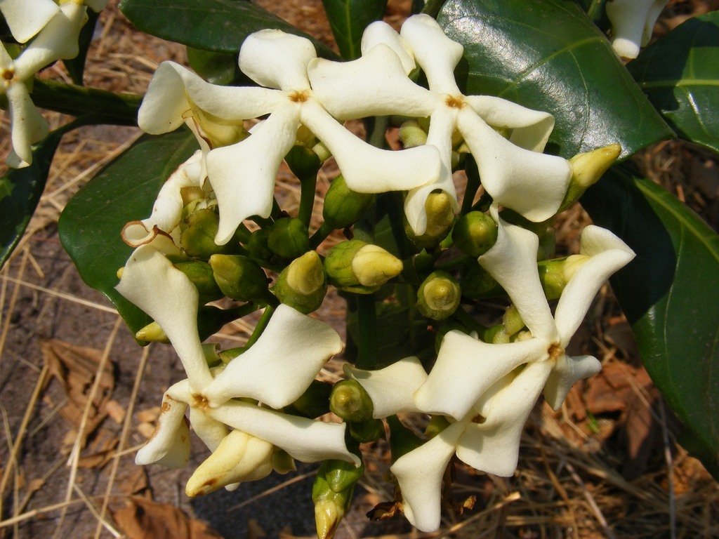 Voacanga africana