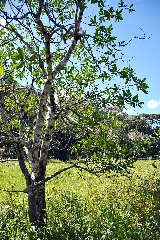 Voacanga thouarsii Voacanga thouarsii