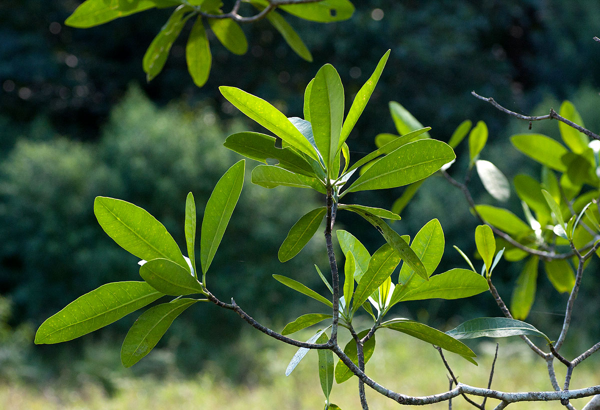 Voacanga thouarsii Voacanga thouarsii