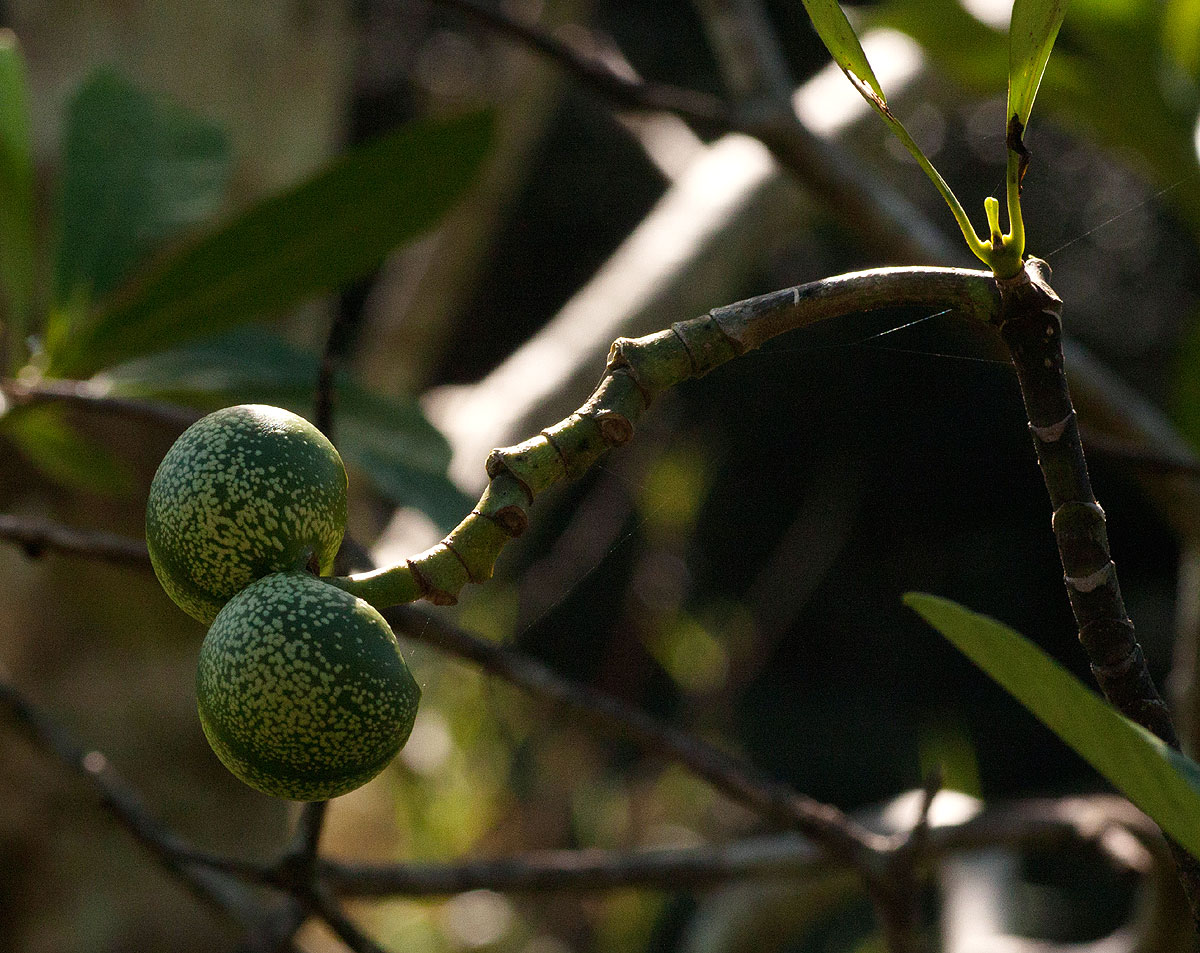 Voacanga thouarsii Voacanga thouarsii
