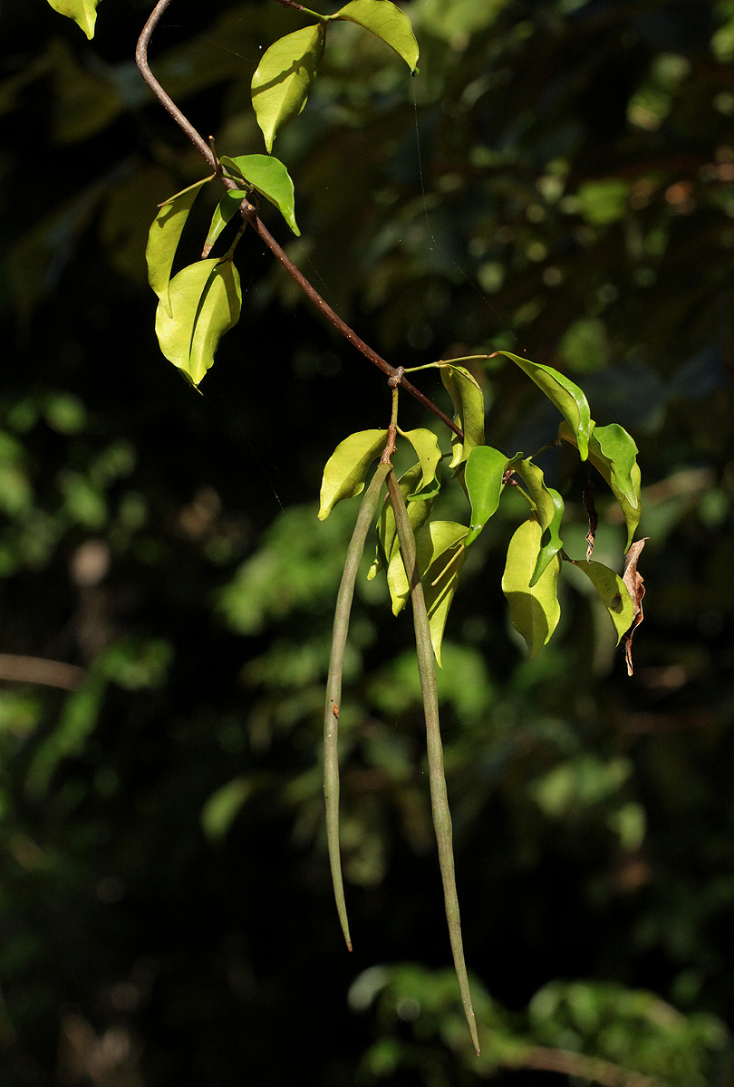 Alafia caudata subsp. latiloba
