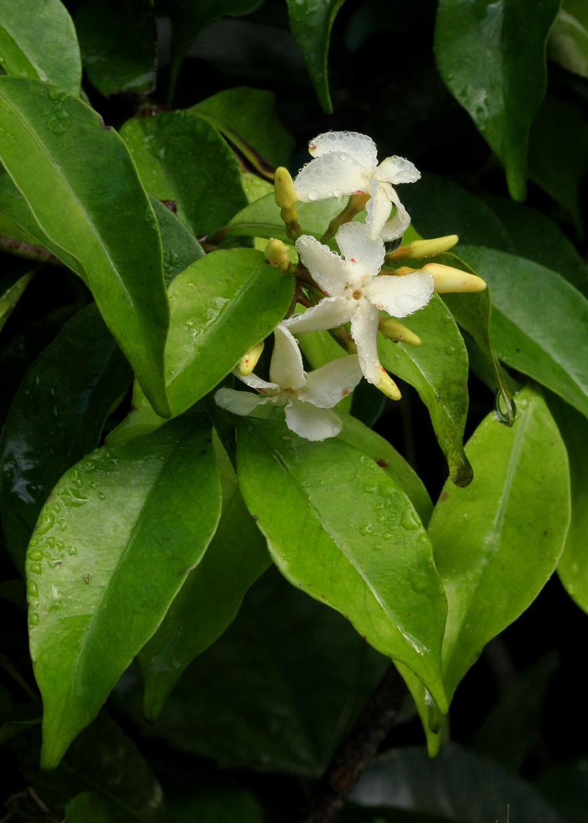 Alafia caudata subsp. latiloba
