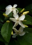 Alafia caudata subsp. latiloba