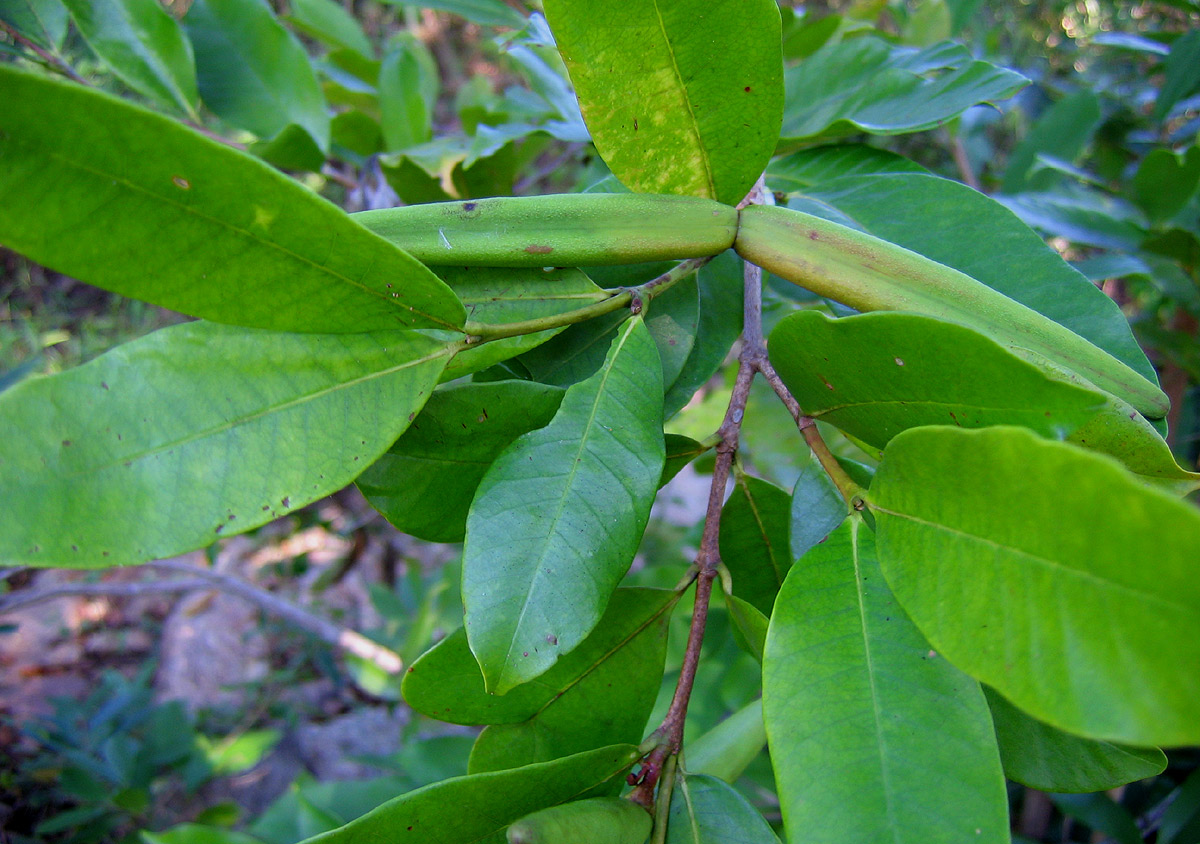 Mascarenhasia arborescens
