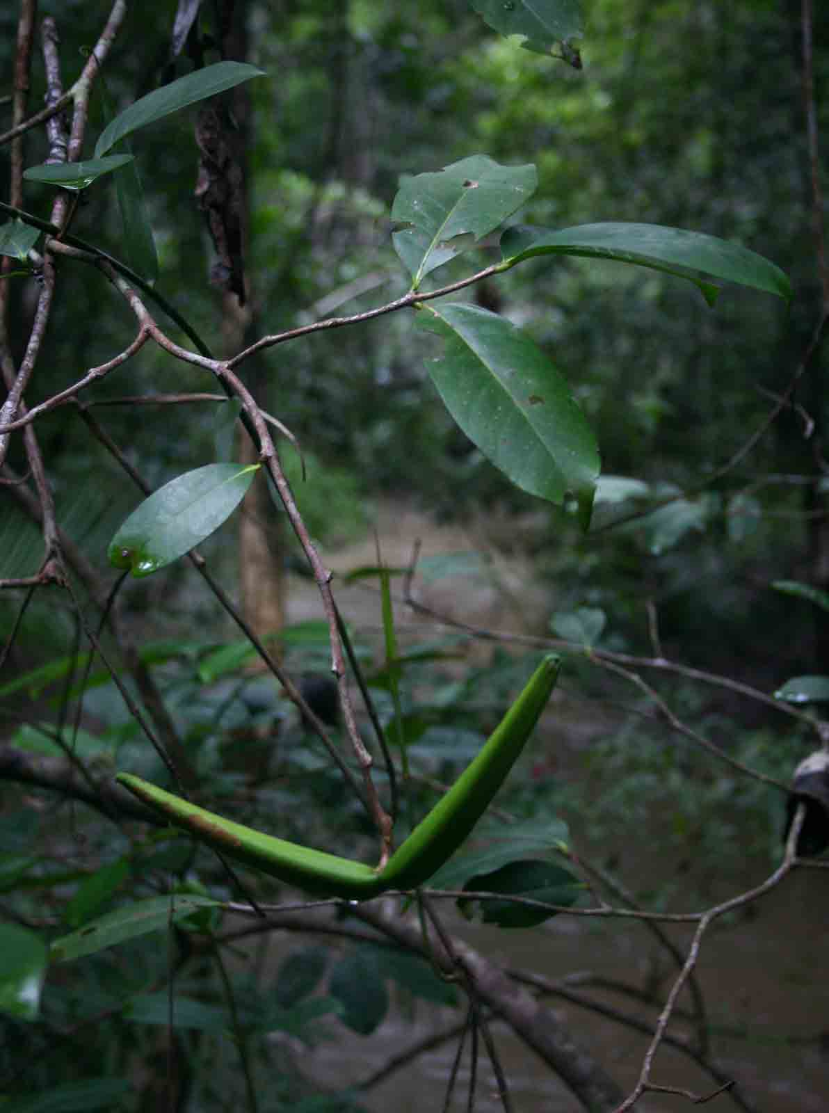 Mascarenhasia arborescens