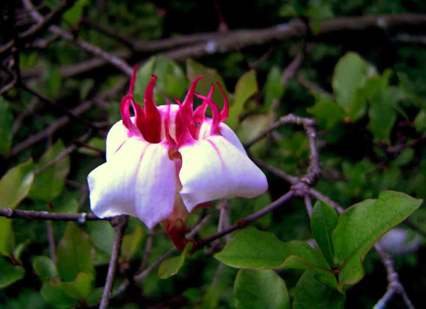 Strophanthus courmontii