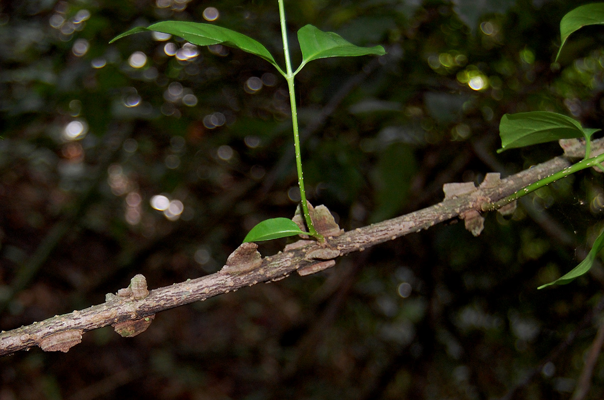 Strophanthus courmontii