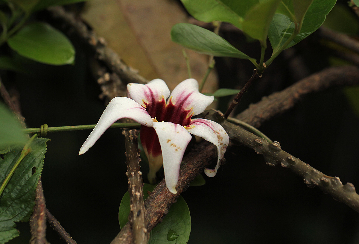 Strophanthus courmontii