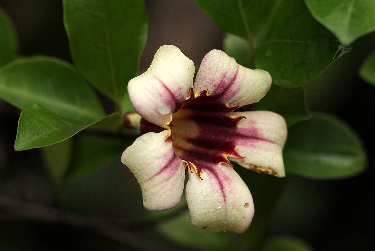Strophanthus courmontii