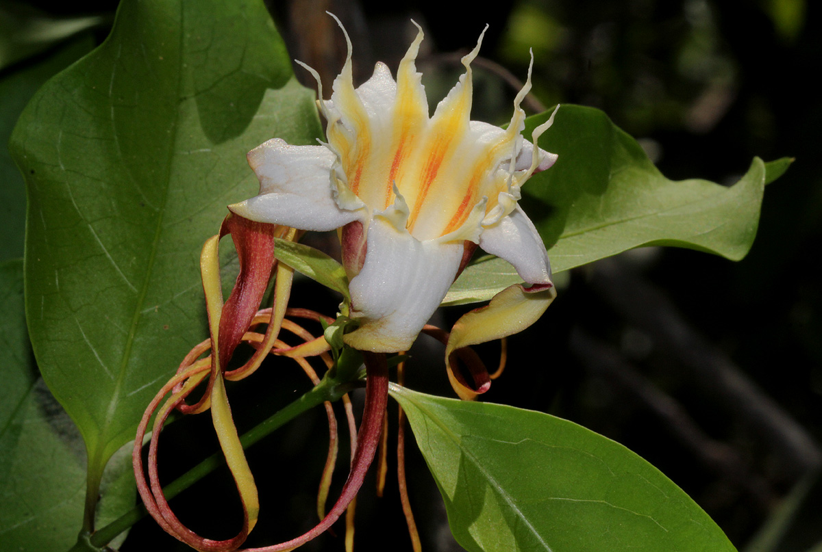 Strophanthus petersianus Strophanthus petersianus