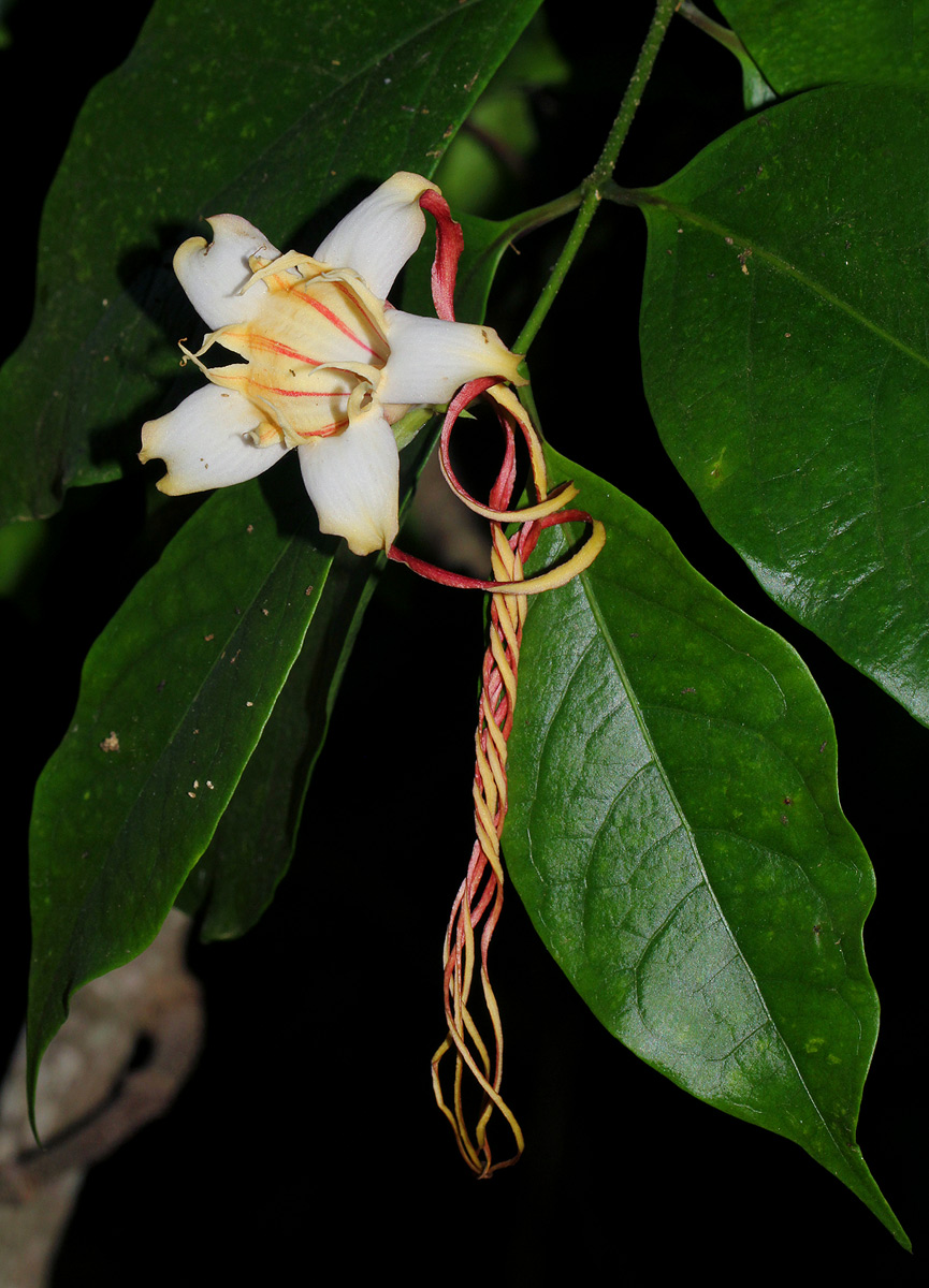 Strophanthus petersianus