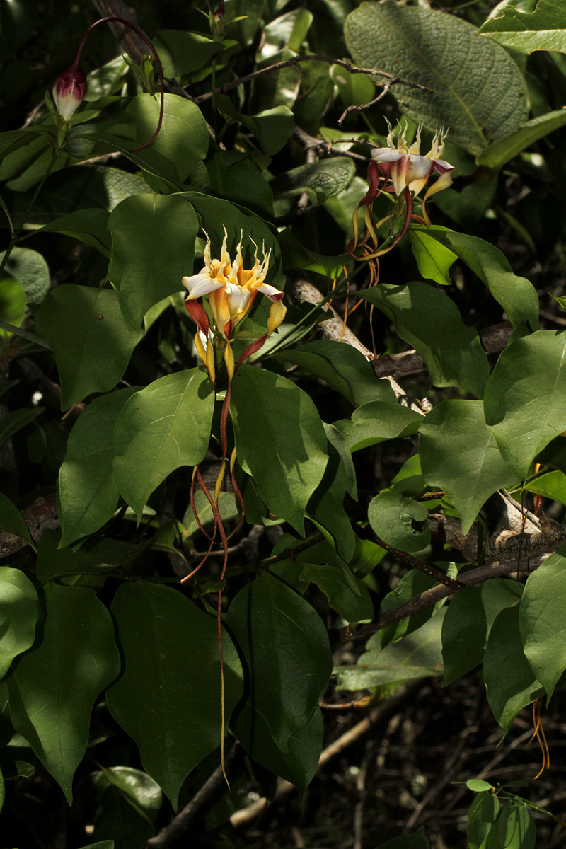 Strophanthus petersianus
