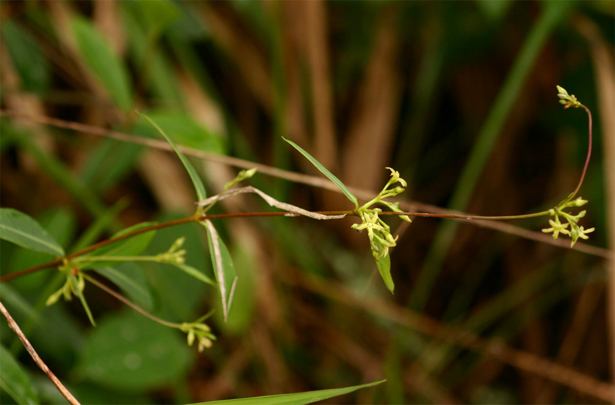 Cryptolepis oblongifolia
