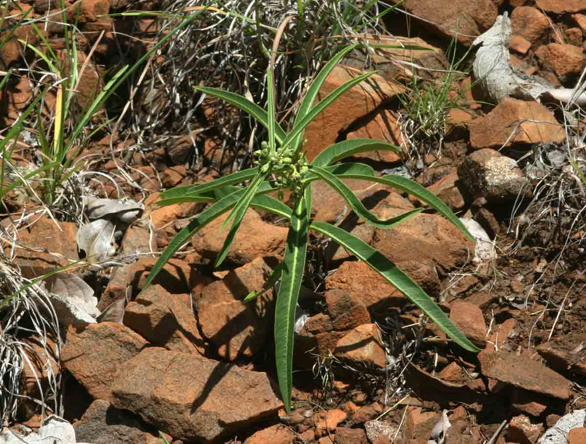 Raphionacme longifolia