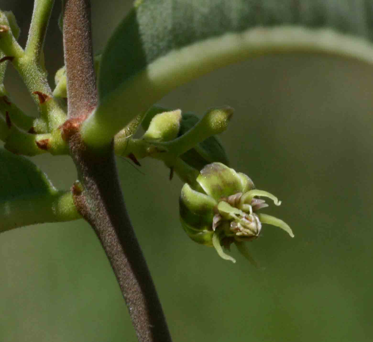 Raphionacme longifolia