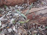 Raphionacme welwitschii