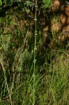 Aspidoglossum angustissimum subsp. brevilobum