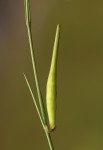 Aspidoglossum glabellum