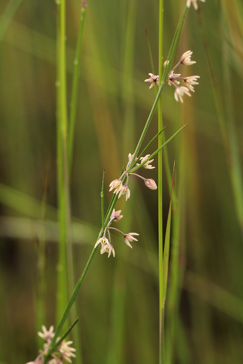 Aspidoglossum interruptum Aspidoglossum interruptum