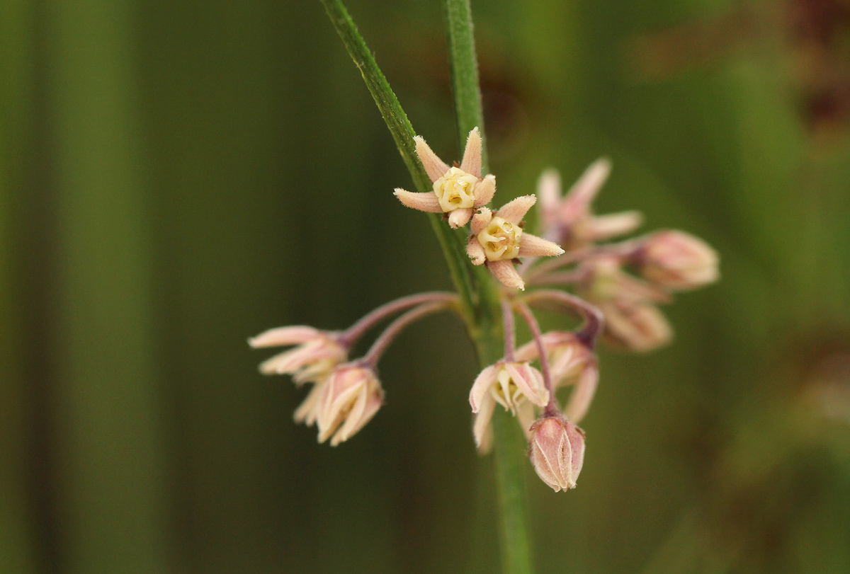 Aspidoglossum interruptum Aspidoglossum interruptum