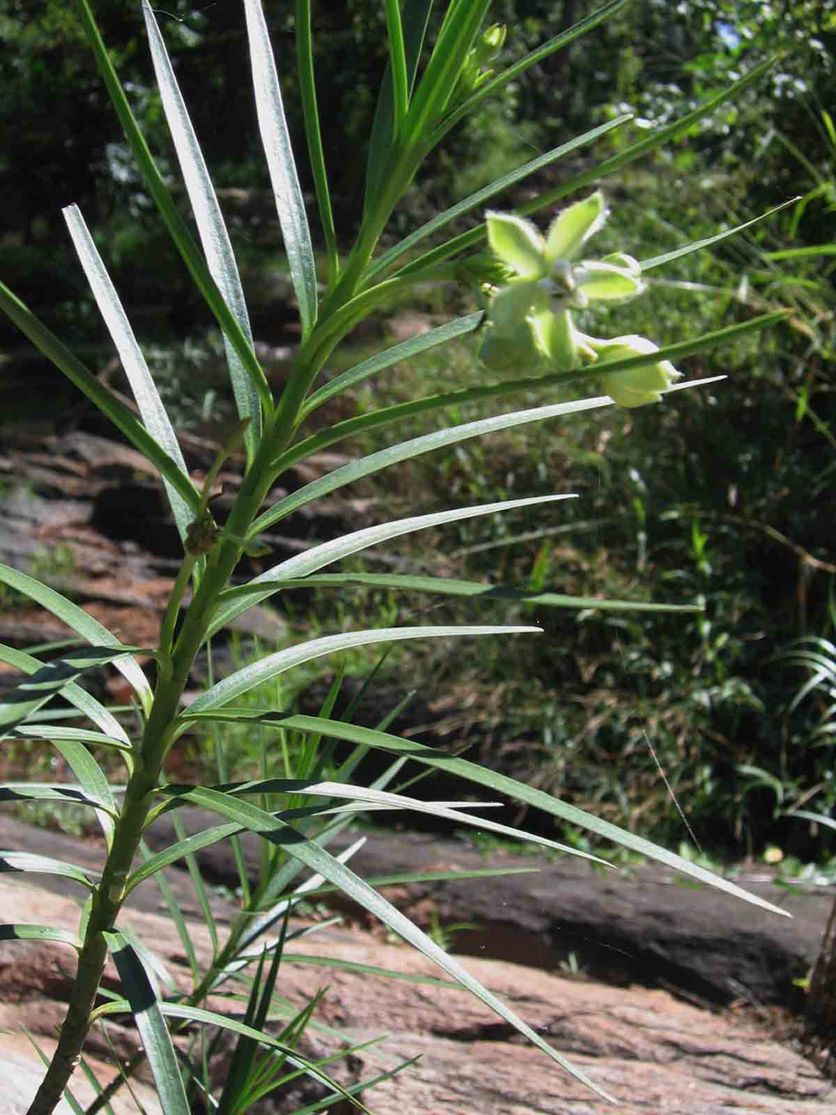 Kanahia laniflora