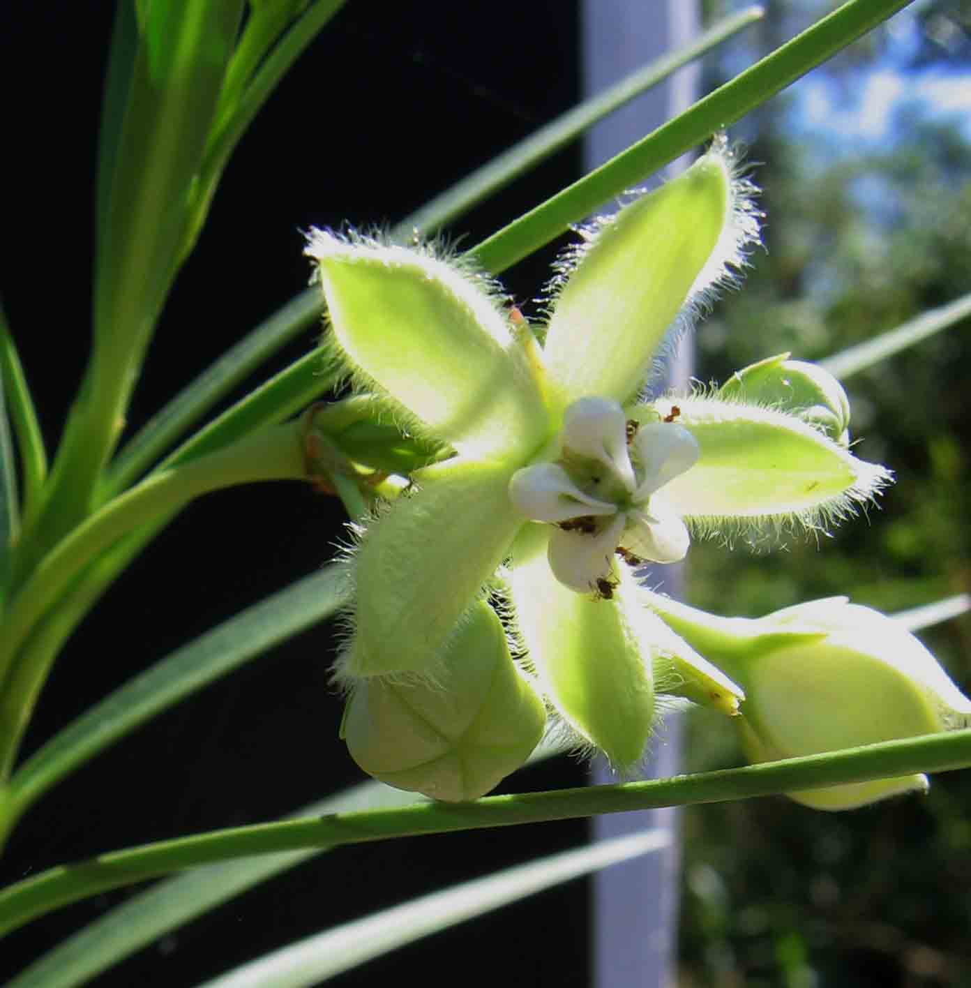 Kanahia laniflora