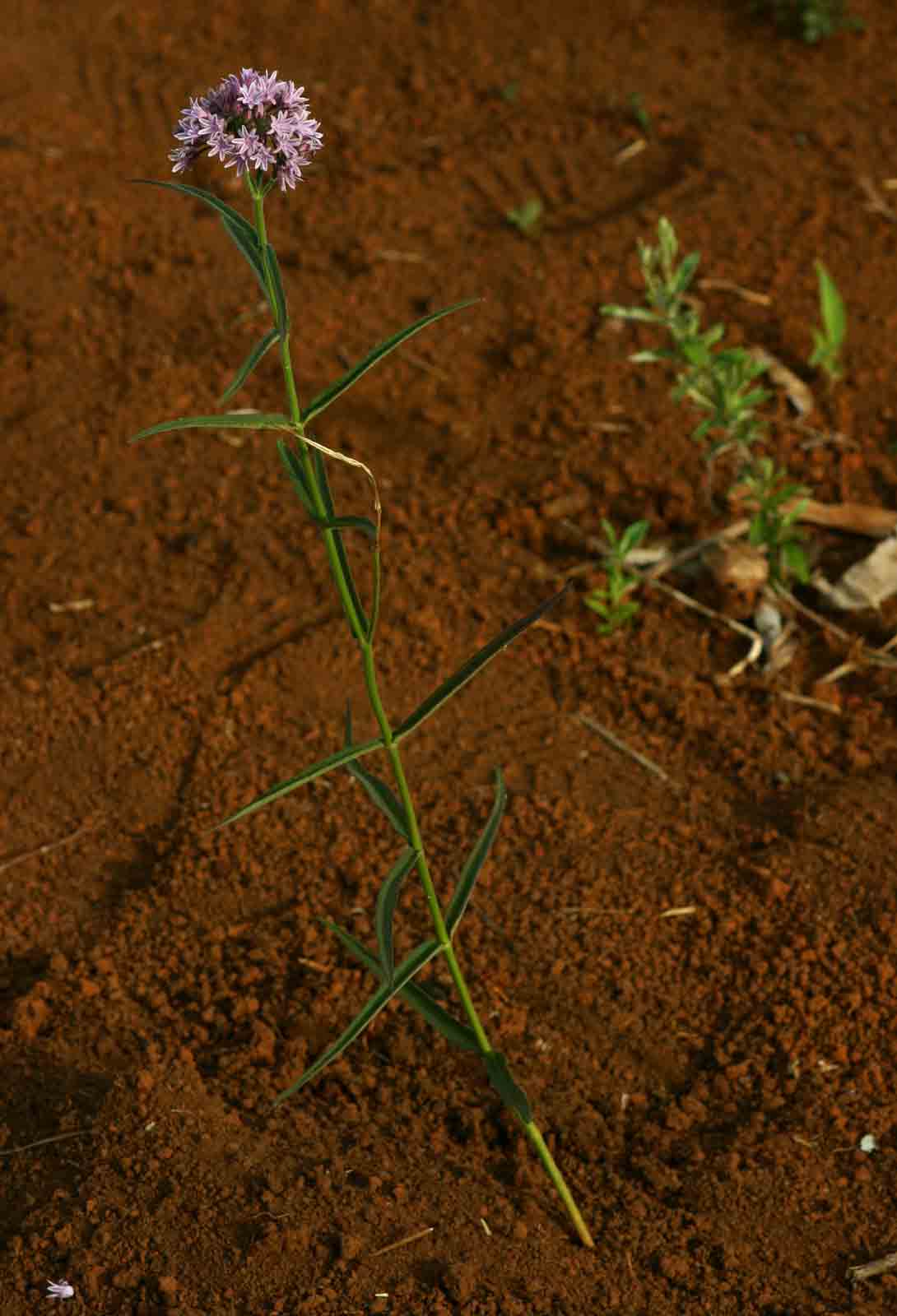 Margaretta rosea subsp. whytei