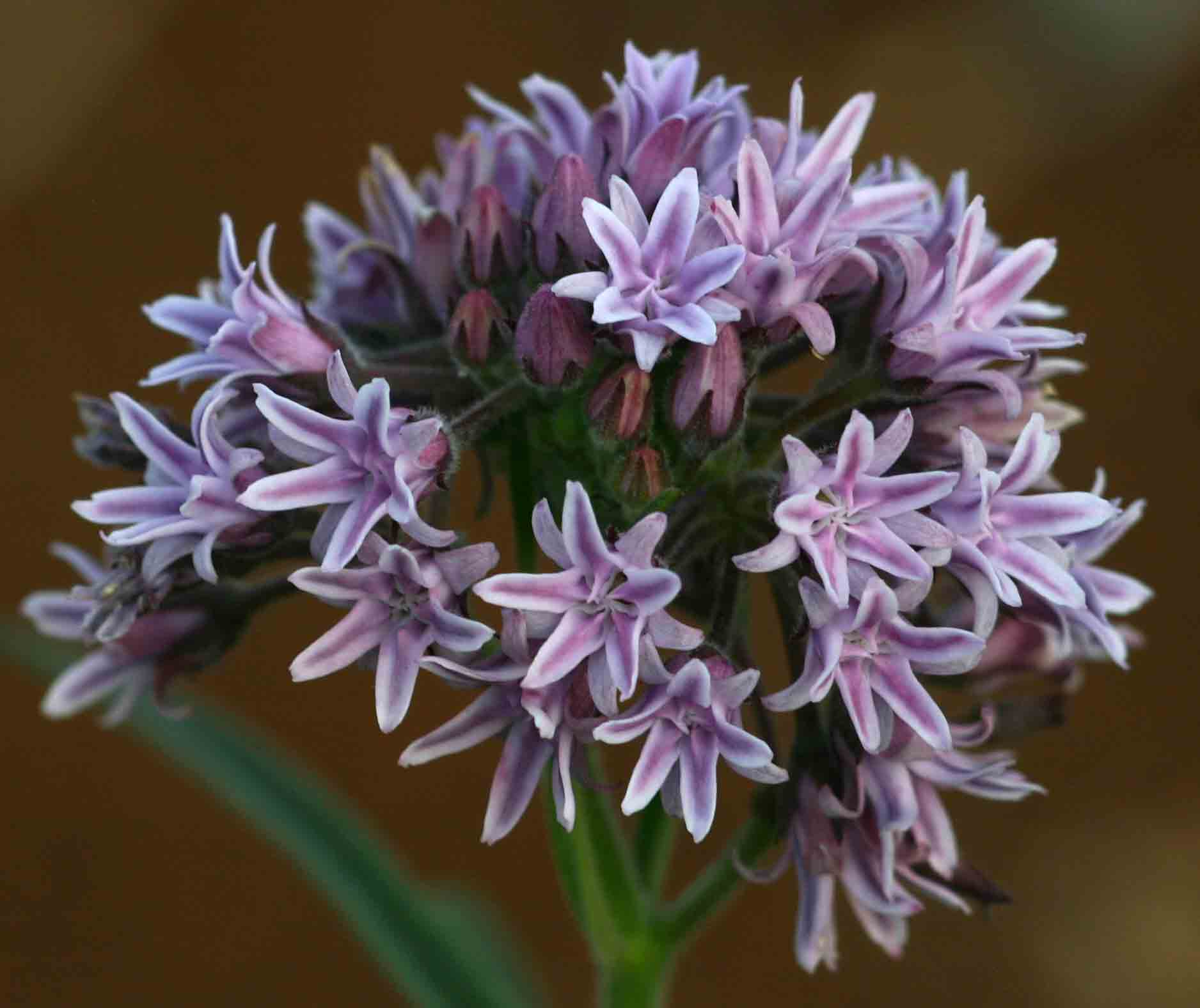 Margaretta rosea subsp. whytei